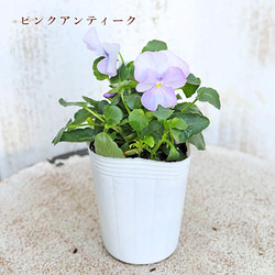 再入荷花苗 ビオラ アンティーク シリーズ 2.5号ポット 寄せ植え 庭植え 花壇 庭 シック 大人かわいい 11枚目の画像