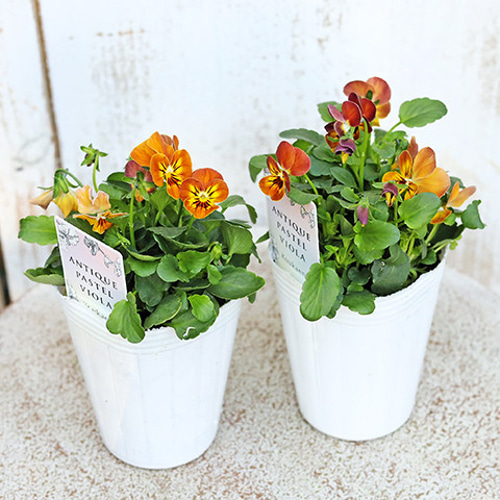 再入荷花苗 ビオラ アンティーク シリーズ 2.5号ポット 寄せ植え 庭