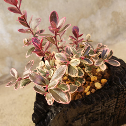 斑入り苔桃(フイリ コケモモ)の盆栽｜炭の器に入った盆栽です 4枚目の画像