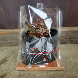 斑入り苔桃(フイリ コケモモ)の盆栽｜炭の器に入った盆栽です 9枚目の画像