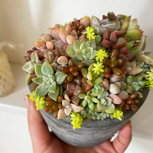 1点限定販売☆ インテリア 多肉植物 寄せ植え大 セメント風鉢 1点限定販売☆ インテリア 多肉植物 寄せ植え大 セメント風鉢