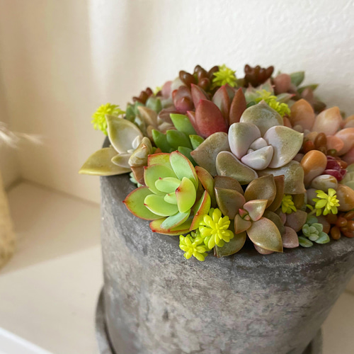 1点限定販売☆ インテリア 多肉植物 寄せ植え大 セメント風鉢 1点限定販売☆ インテリア 多肉植物 寄せ植え大 セメント風鉢