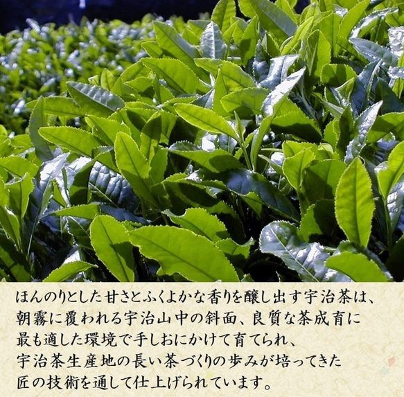 2023年 干支デザイン 卯 宇治茶ギフト 【各80g】 茶鑑定士監修 煎茶 深蒸し煎茶 きよ泉 うさぎ ウサギ 母の日 6枚目の画像