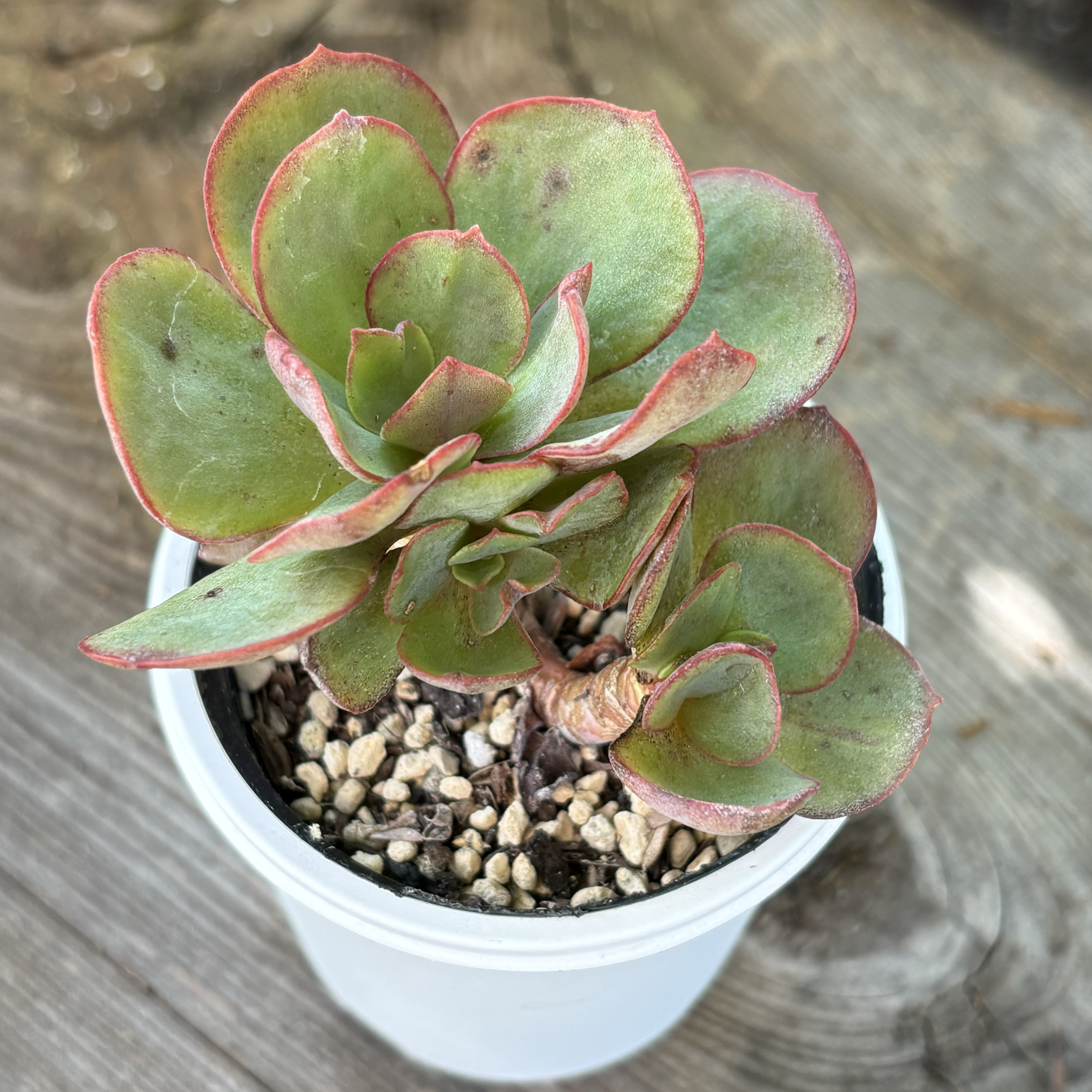 おまとめ！　39SALE！多肉植物^o^   スヨン スヨン おまとめ！　39SALE！多肉植物^o^