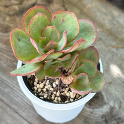 おまとめ！　39SALE！多肉植物^o^   スヨン a257523710ab42ac4df30c6d464ad7