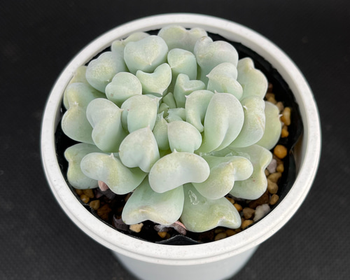多肉植物^o^  トップシーダビー　超大苗！ 多肉植物^o^ トップシーダビー 超大苗！