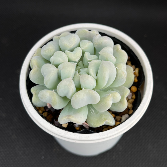 多肉植物^o^ トップシーダビー 超大苗！ - 観葉植物