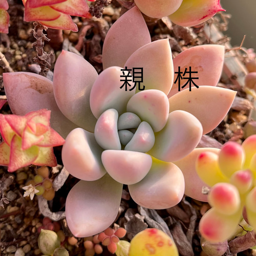 多肉植物　特別価格　オパリナ錦ホワイトピンク覆輪斑　抜き苗 多肉植物 特別価格 オパリナ錦ホワイトピンク覆輪斑 抜き苗