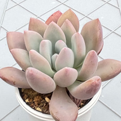 プルビナータ フロスティ 綴化 多肉植物 多肉植物 kanomarihome 通販