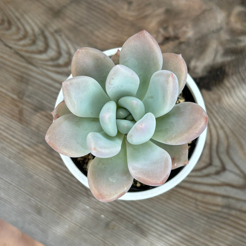 オパリナ 多肉植物 多肉植物 kanomarihome 通販 13103761 オパリナ 多肉植物 多肉植物 kanomarihome 通販 13103761