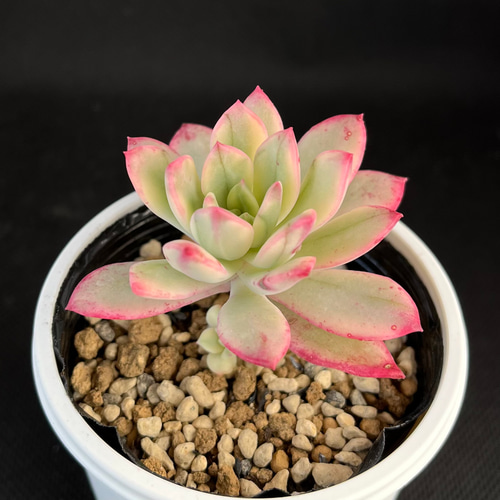 ミニベル錦 多肉植物 多肉植物 kanomarihome 通販 13103780｜Creema