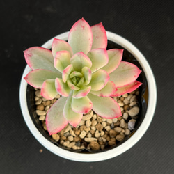 ミニベル錦 多肉植物 多肉植物 kanomarihome 通販 13103780｜Creema