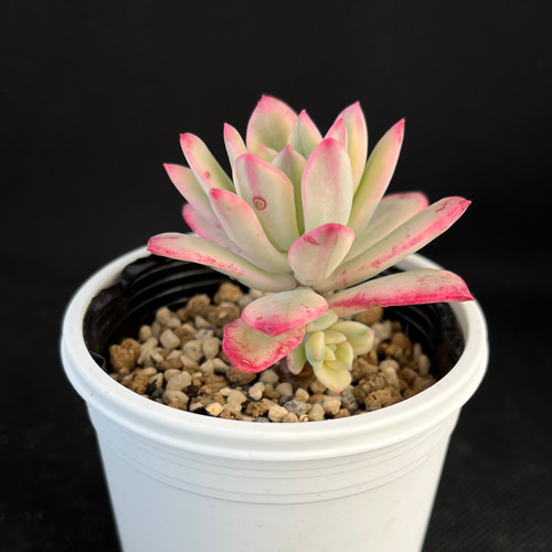 5.【現品 根付】セダム「ミニベル錦」多肉 5㌢鉢 斑入り 5.【現品 根付