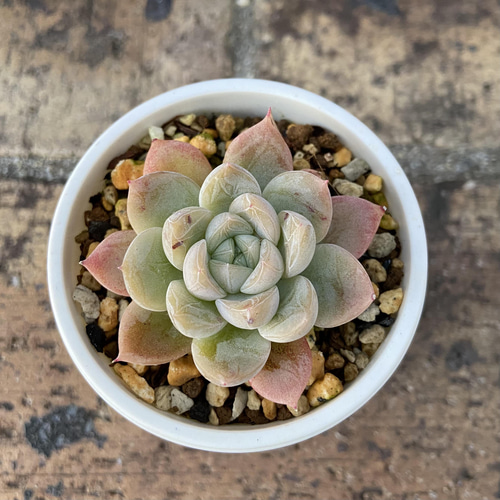 エルサ 多肉植物 多肉植物 kanomarihome 通販 13103786｜Creema(クリーマ)