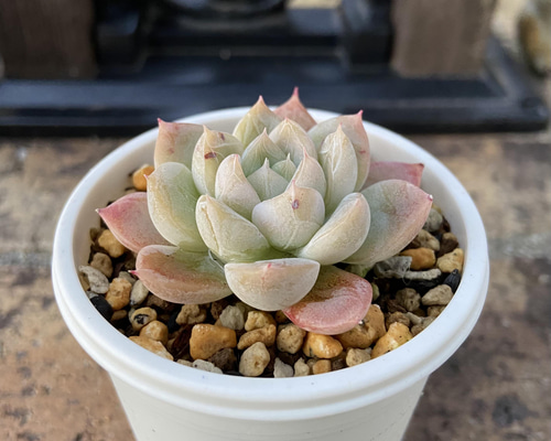 多肉　エルサ　③　抜き苗 ❣️3苗♡エルサ❣️抜き苗 ランダム エケベリア 寄せ植え 多肉植物