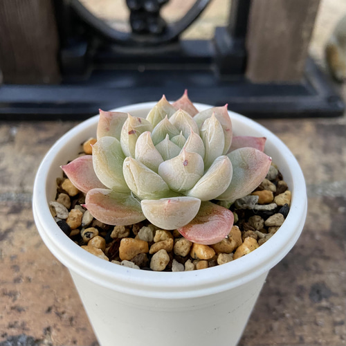 エルサ 多肉植物 多肉植物 kanomarihome 通販 13103786｜Creema(クリーマ)