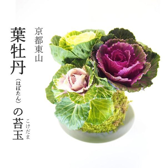 『葉牡丹の苔玉』ハボタン★お正月★苔玉★インテリア★観葉植物★送料無料 1枚目の画像