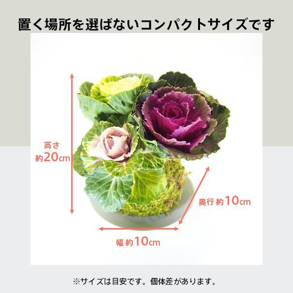 『葉牡丹の苔玉』ハボタン★お正月★苔玉★インテリア★観葉植物★送料無料 8枚目の画像