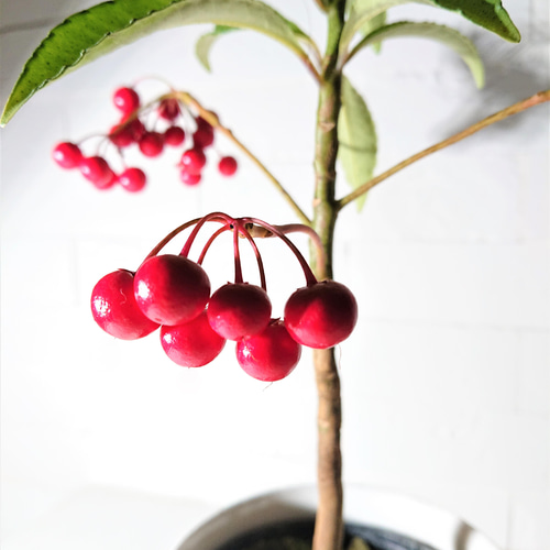 ○数量限定○ 縁起の良い木 ”万両（マンリョウ）大実万両宝船 赤実付き