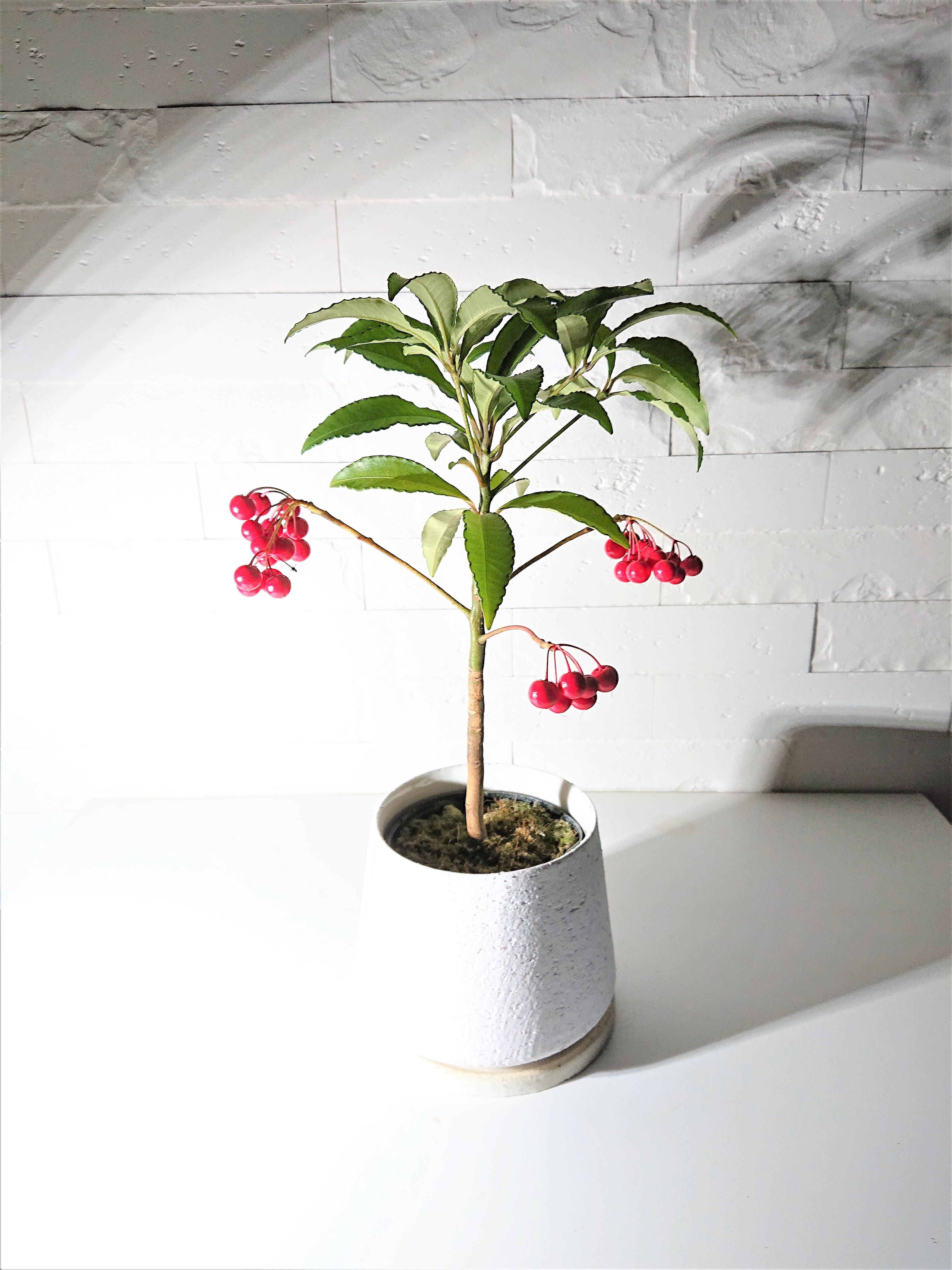 【縁起木/縁起物】大サイズ【野生の万両/マンリョウ】天然/里山自生/元気いっぱい