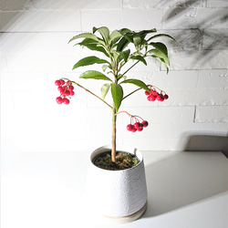 ○数量限定○ 縁起の良い木 ”万両（マンリョウ）大実万両宝船 赤実付き