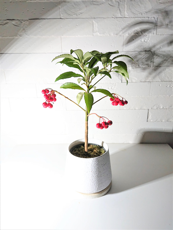 ○数量限定○ 縁起の良い木 ”万両（マンリョウ）大実万両宝船 赤実付き