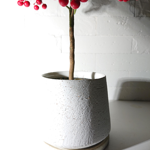 【縁起木/縁起物】大サイズ【野生の万両/マンリョウ】天然/里山自生/元気いっぱい 縁起木/縁起物】大サイズ【野生の万両/マンリョウ】天然/里山自生/元気