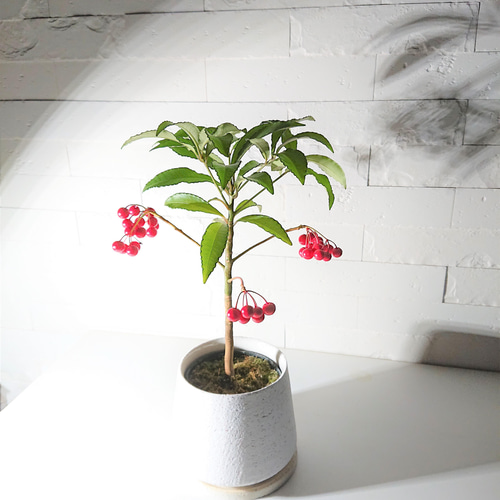 ○数量限定○ 縁起の良い木 ”万両（マンリョウ）大実万両宝船 赤実付き