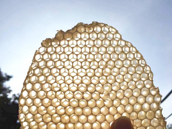 蜂蠟包裹]~由無添加有機材料製成的可重複使用的生態包裹（Hanikamu Wrap/Siesta）~ 第8張的照片