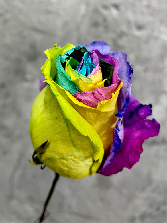 オルゴールレインボーローズ プリザーブドフラワー Aqua Timez 虹