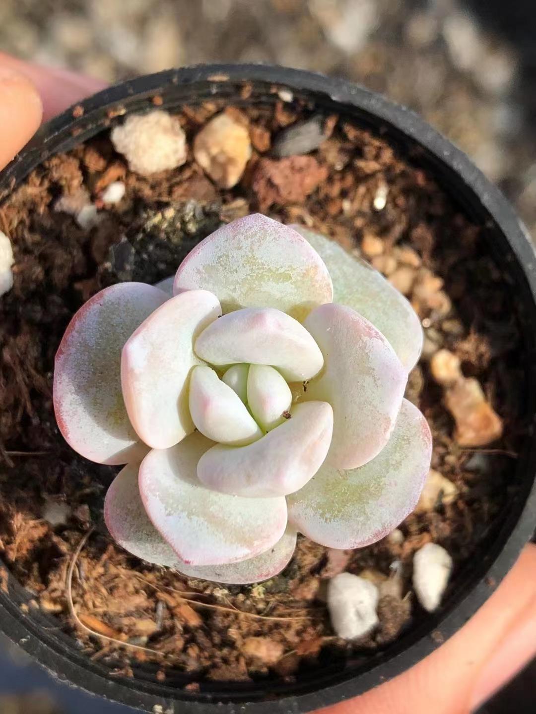 多肉植物 ミニラウイ♡粉ハゲあります。 でっかい