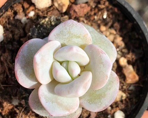 多肉植物そのまま飾れる・:*ゆらゆらイス多肉さん達・:*2個セット 多肉