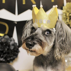 ミニ ベビークラウン y×g パール ペット 犬 猫 誕生日 1歳 王冠 クラウン あご紐 アクセサリー  ゴールド 1枚目の画像
