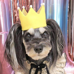 ミニ ベビークラウン y×g パール ペット 犬 猫 誕生日 1歳 王冠 クラウン あご紐 アクセサリー  ゴールド 2枚目の画像