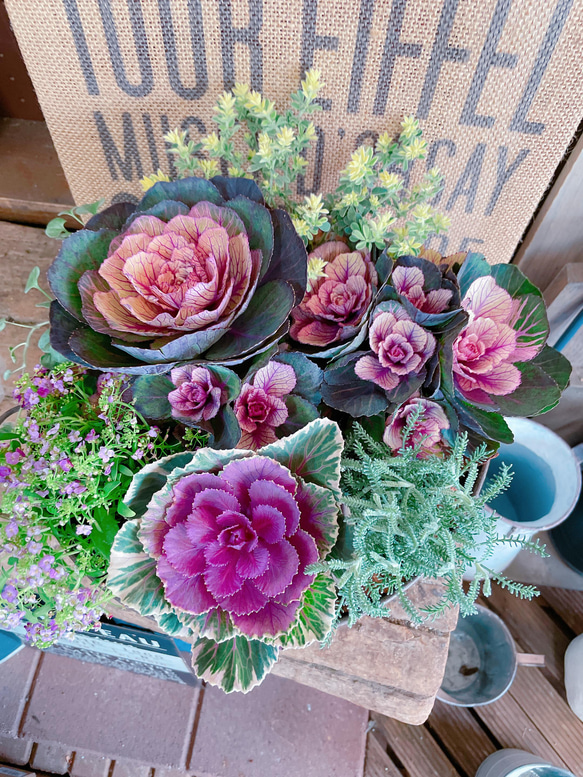 大人気♡【6種類たっぷり素敵な葉牡丹入りガーデニング】大きめ寄せ  