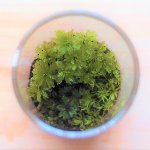 苔テラリウム（ミニボトル） ホソバオキナゴケ・ツルチョウチンゴケ