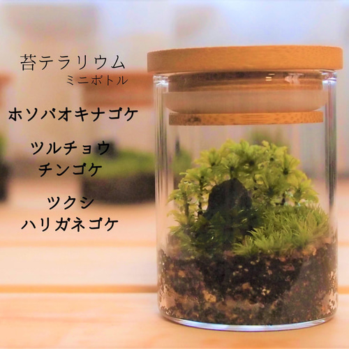 苔テラリウム（ミニボトル） ホソバオキナゴケ・ツルチョウチンゴケ