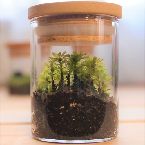 苔テラリウム（ミニボトル） ホソバオキナゴケ・ツルチョウチンゴケ