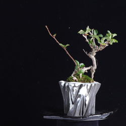 手造りの鉢に活けた 長寿梅・チョウジュバイの盆栽 1枚目の画像