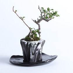手造りの鉢に活けた 長寿梅・チョウジュバイの盆栽 2枚目の画像