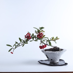 手造りの鉢に活けた　常盤山査子・ピラカンサの盆栽 2枚目の画像