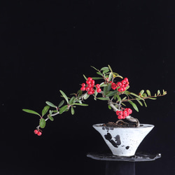 手造りの鉢に活けた　常盤山査子・ピラカンサの盆栽 1枚目の画像