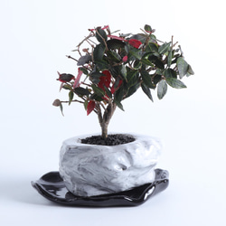手造りの鉢に活けた　錦蔦・ニシキカズラの盆栽 2枚目の画像