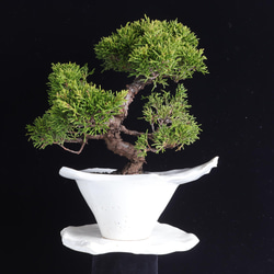 手造りの鉢に活けた 真柏・シンパクの盆栽 盆栽 イマplants 通販