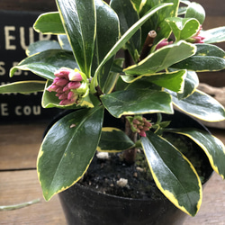 沈丁花♡斑入り♡赤花♡香る花♡ 3枚目の画像