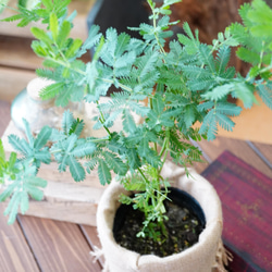 オリジナル鉢カバー付き♪ミモザ アカシア　観葉植物　インテリア　ギフト　ドライフラワー 5枚目の画像