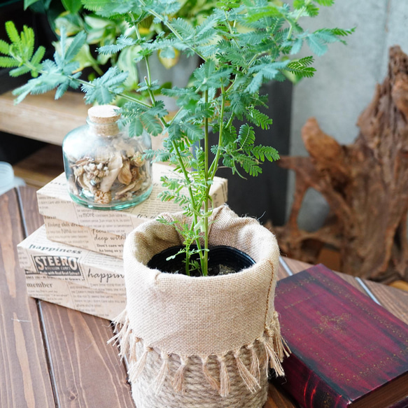 オリジナル鉢カバー付き♪ミモザ アカシア　観葉植物　インテリア　ギフト　ドライフラワー 4枚目の画像
