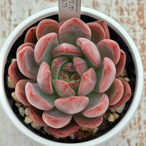 ☆ラウリンゼ×ルブラ 多肉植物 自家栽培 国産 多肉植物 美✴︎taniku