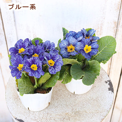 再入荷花苗 プリムラ ポリアンサ ストライプ 3.5号ポット 育てやすい 良く咲く 寄せ植え 春まで咲く 4枚目の画像