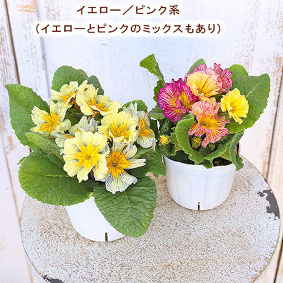 再入荷花苗 プリムラ ポリアンサ ストライプ 3.5号ポット 育てやすい 良く咲く 寄せ植え 春まで咲く 11枚目の画像